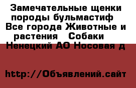Замечательные щенки породы бульмастиф - Все города Животные и растения » Собаки   . Ненецкий АО,Носовая д.